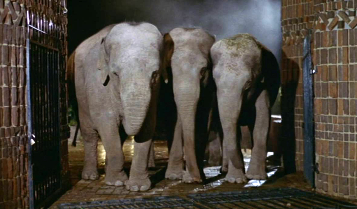 Recenzja filmu "Wild Animals" (1984), reż. Franco Prosperi