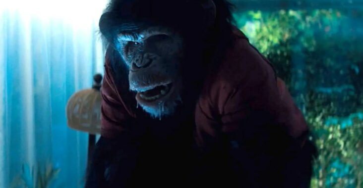 Szympans - Primate - film recenzja